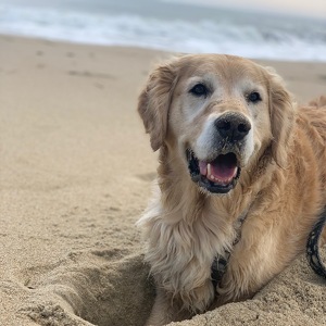 Fundraising Page: Suzanne Bigos